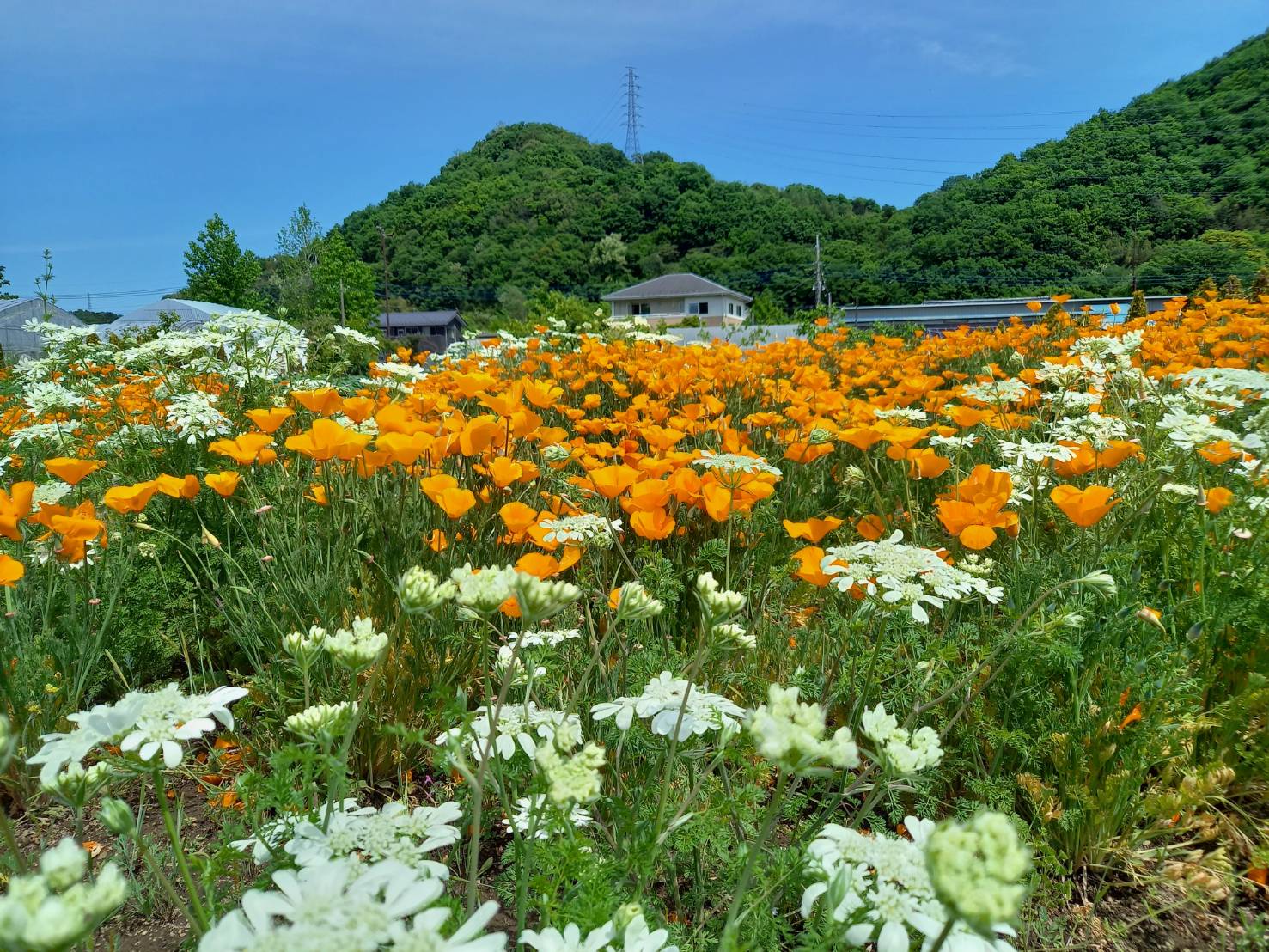 花畑