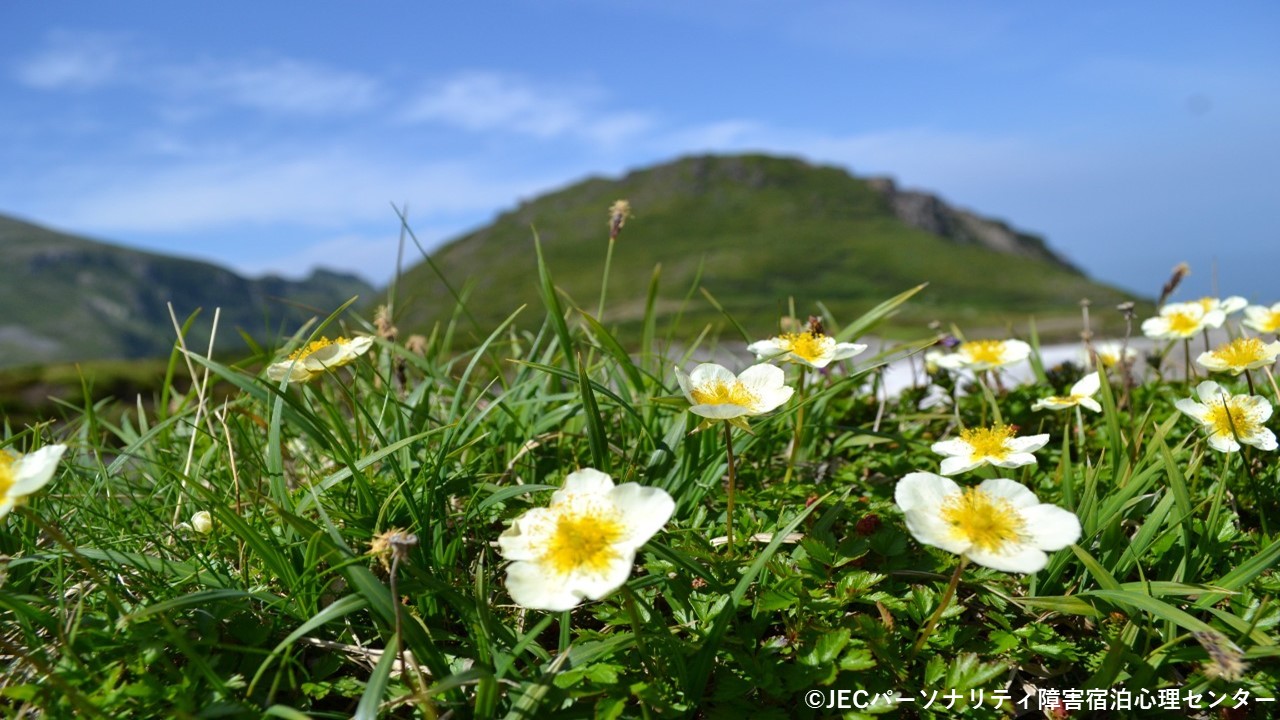 美しい花と山